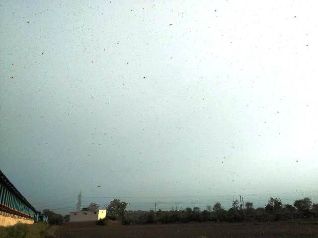 टिड्डी दल पुरानी छावनी पहुंचा टिड्डी दल पुरानी छावनी पहुंचा