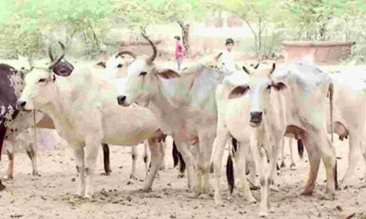 गौशालाओं को रोजाना मिल रहे है 20 रूपए प्रति गौवंश