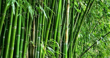 ग्वालियर : बांस की खेती पर हुई चर्चा ग्वालियर : बांस की खेती पर हुई चर्चा