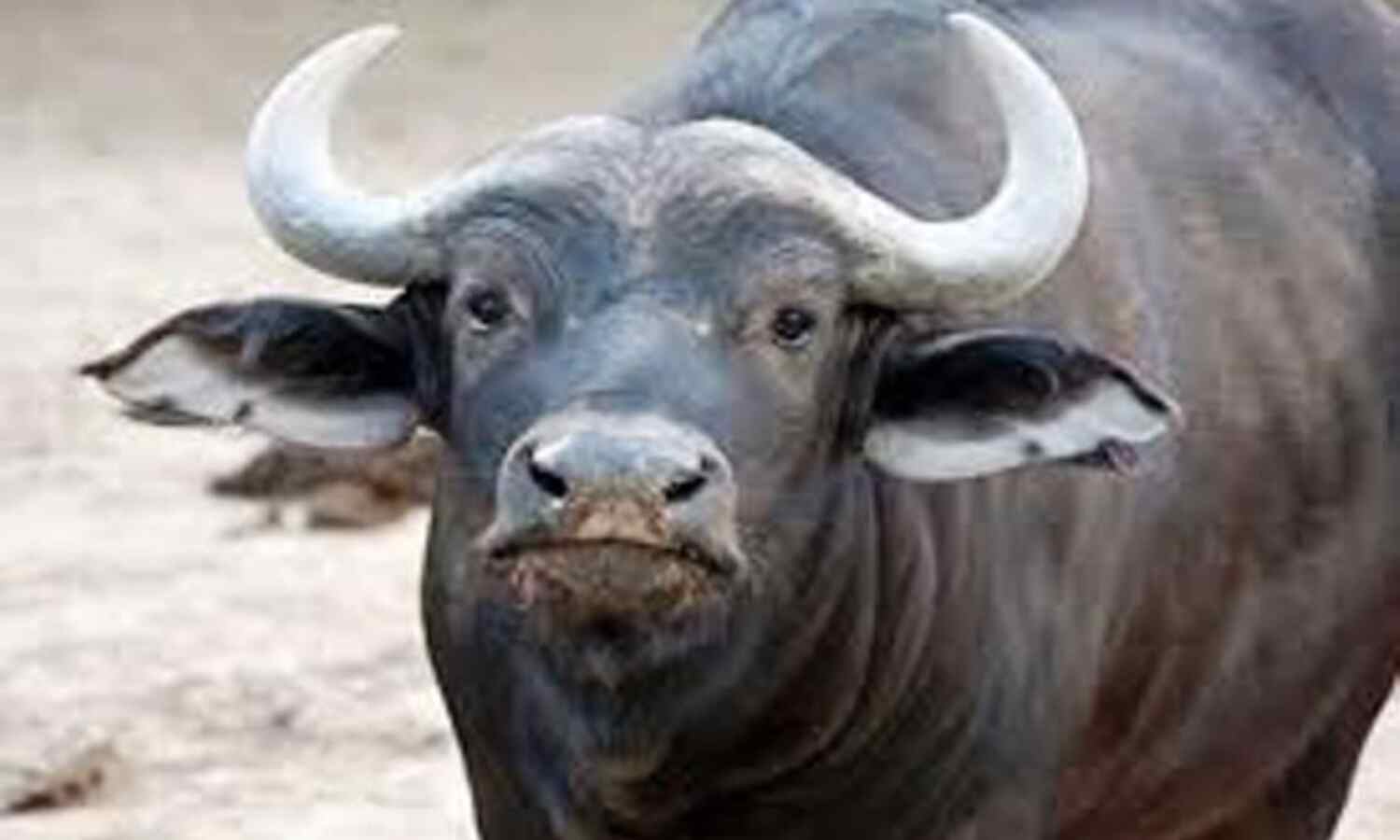 भैंस लुटेरा को पकड़ा, भैंसें और गाड़ी बरामद, चार दिन पहले बदमाशों ने आयशर लूटा