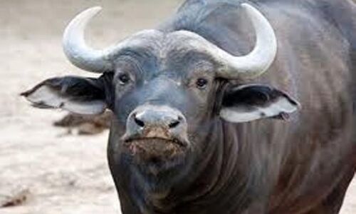 भैंस लुटेरा को पकड़ा, भैंसें और गाड़ी बरामद, चार दिन पहले बदमाशों ने आयशर लूटा