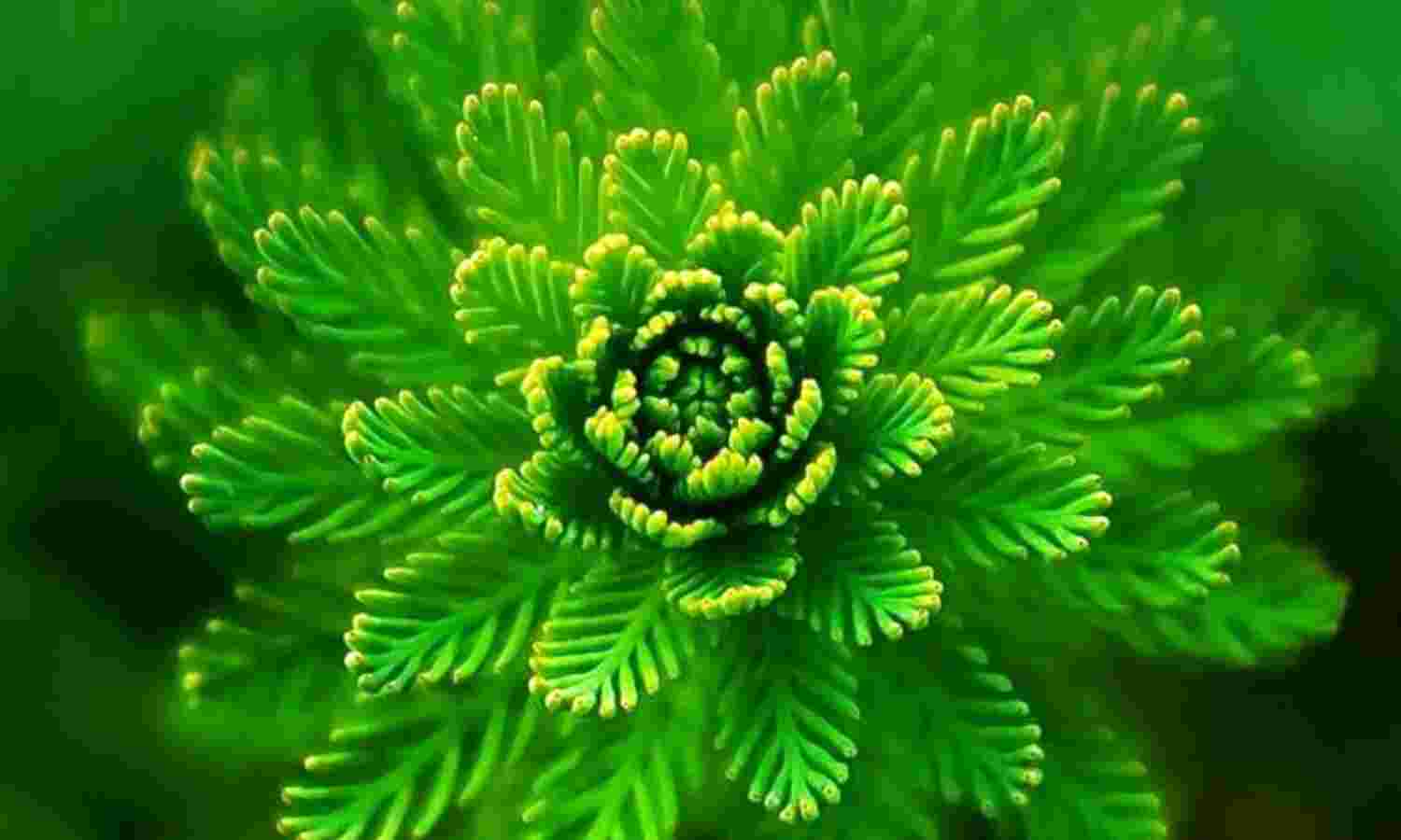 हरियाली महोत्सव पर होंगी ऑनलाइन प्रतियोगिता