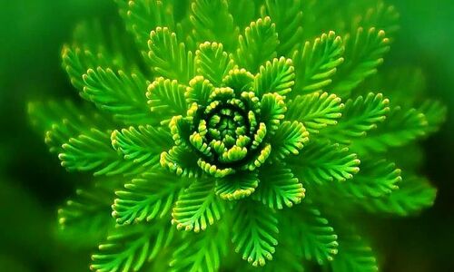 हरियाली महोत्सव पर होंगी ऑनलाइन प्रतियोगिता हरियाली महोत्सव पर होंगी ऑनलाइन प्रतियोगिता