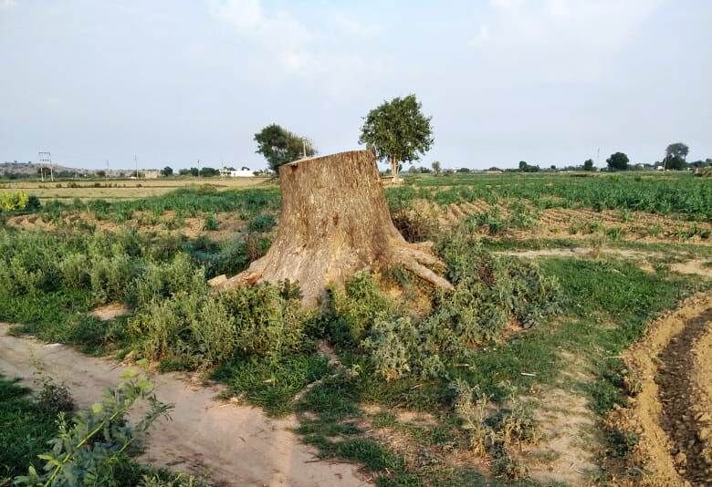 निजी स्वार्थ की खातिर हरा भरा नीम का पेड़ काटा निजी स्वार्थ की खातिर हरा भरा नीम का पेड़ काटा