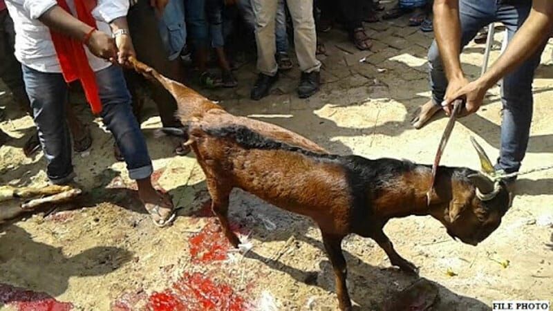 कोरोना से बचना है तो मांसाहार त्यागो