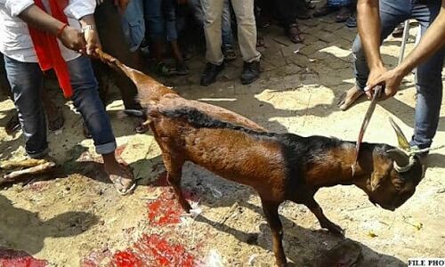 कोरोना से बचना है तो मांसाहार त्यागो