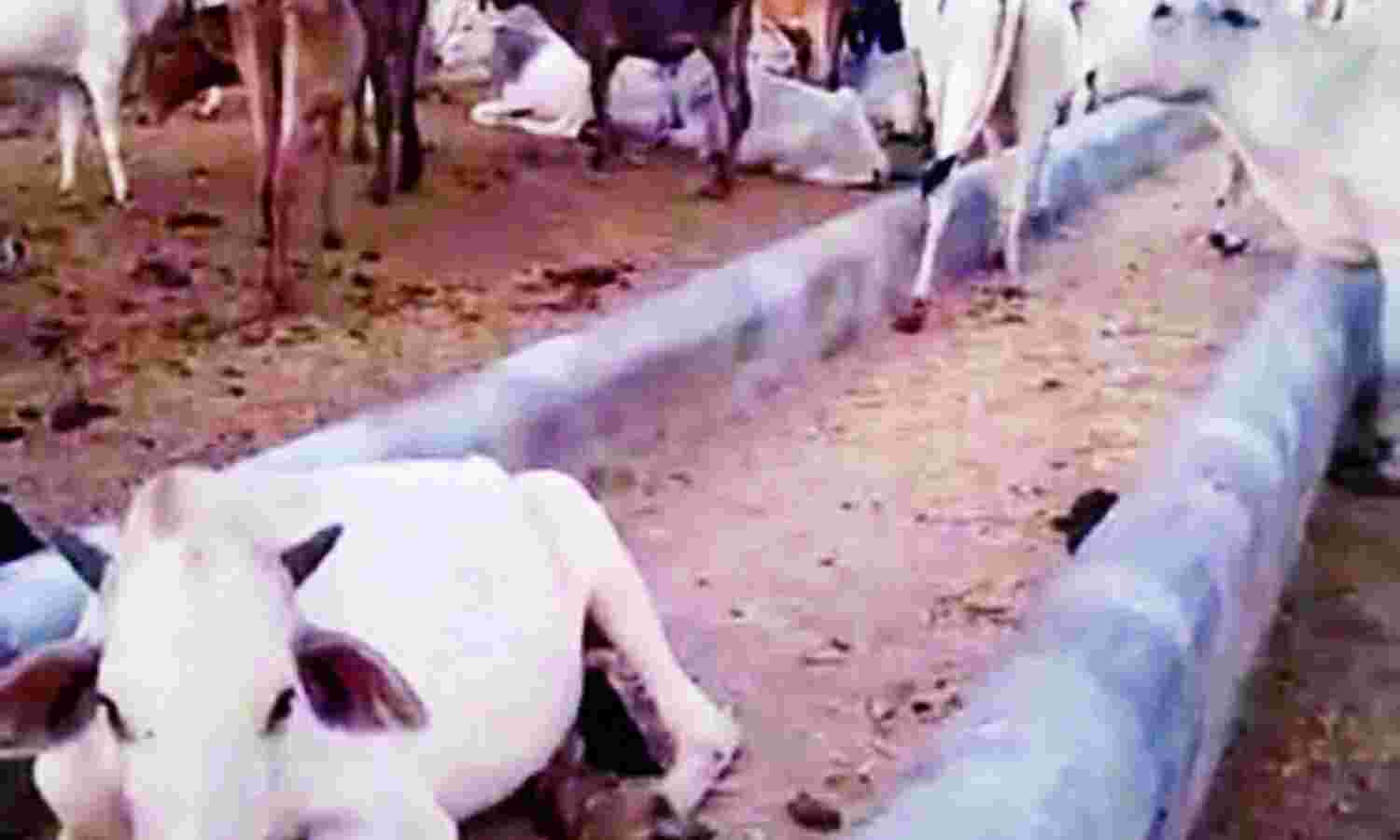 भूख से व्याकुल गौमाता, हरे चारे की जगह दे रहे सिर्फ सूखा भूसा