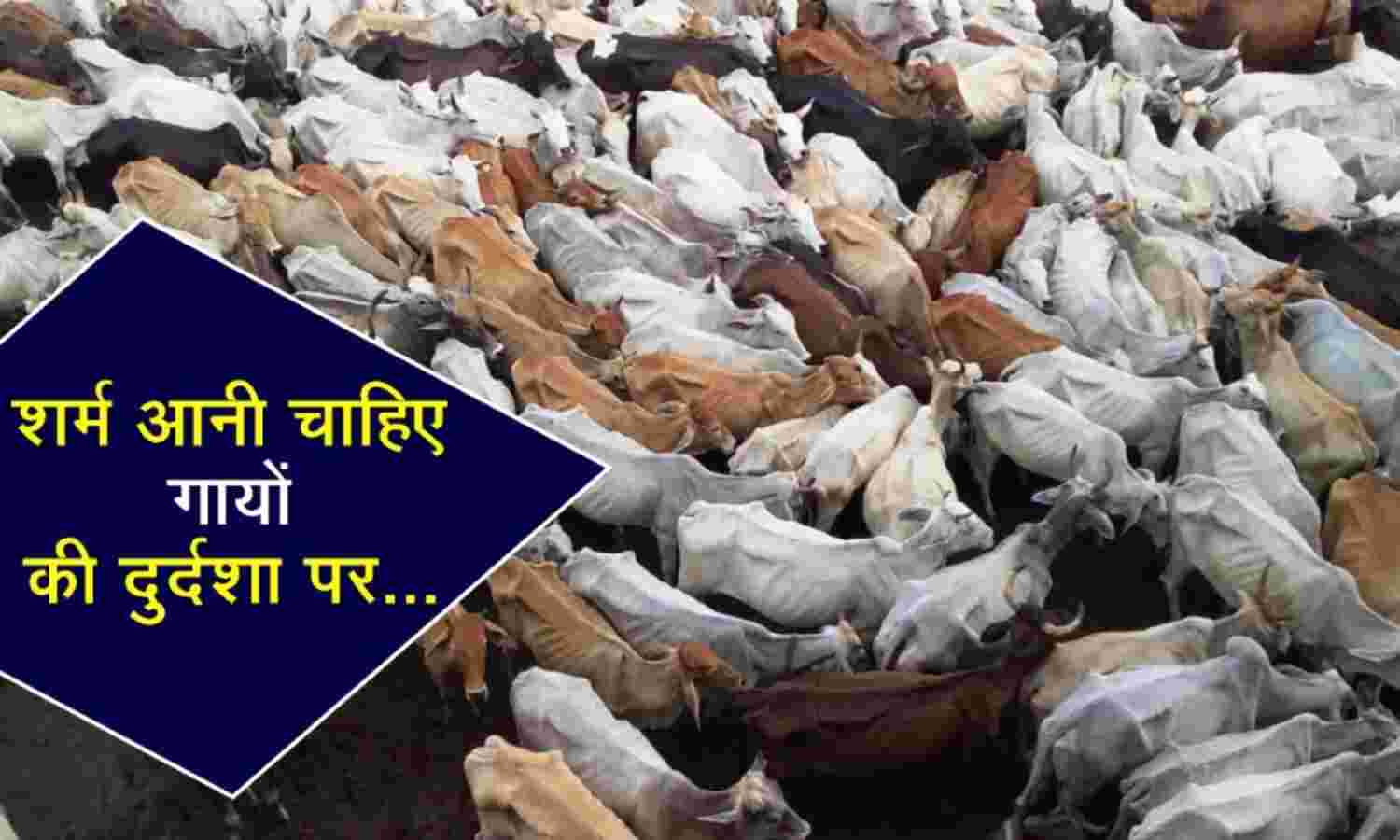 हे ईश्वर, सद्बुद्धि दो इन निगम अधिकारियों को, गायों की दुर्दशा का बन रहे हैं कारण हे ईश्वर, सद्बुद्धि दो इन निगम अधिकारियों को, गायों की दुर्दशा का बन रहे हैं कारण