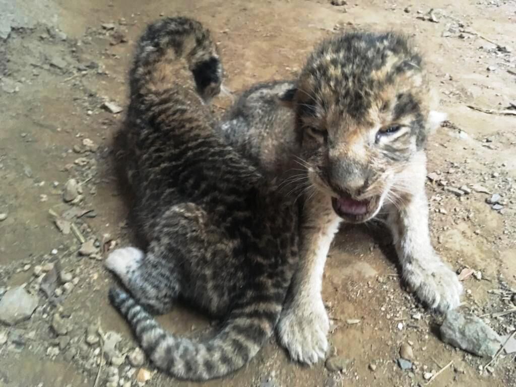 28 साल बाद ग्वालियर चिड़ियाघर में गूंजी किलकारी, मादा शेर ने दिया 3 शावकों को जन्म