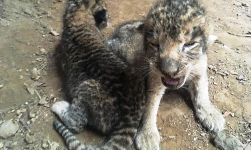 28 साल बाद ग्वालियर चिड़ियाघर में गूंजी किलकारी, मादा शेर ने दिया 3 शावकों को जन्म