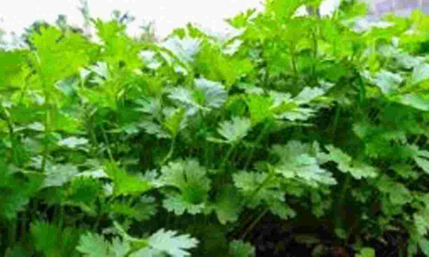 ग्वालियर में 400 रुपए किलो बिका धनियां, सब्जियों के बढे दाम