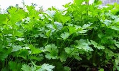 ग्वालियर में 400 रुपए किलो बिका धनियां, सब्जियों के बढे दाम