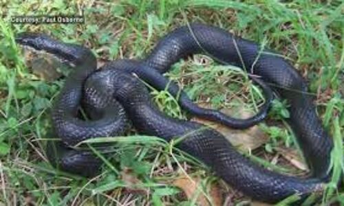 कूलर में बैठे सर्प ने युवक को डसा