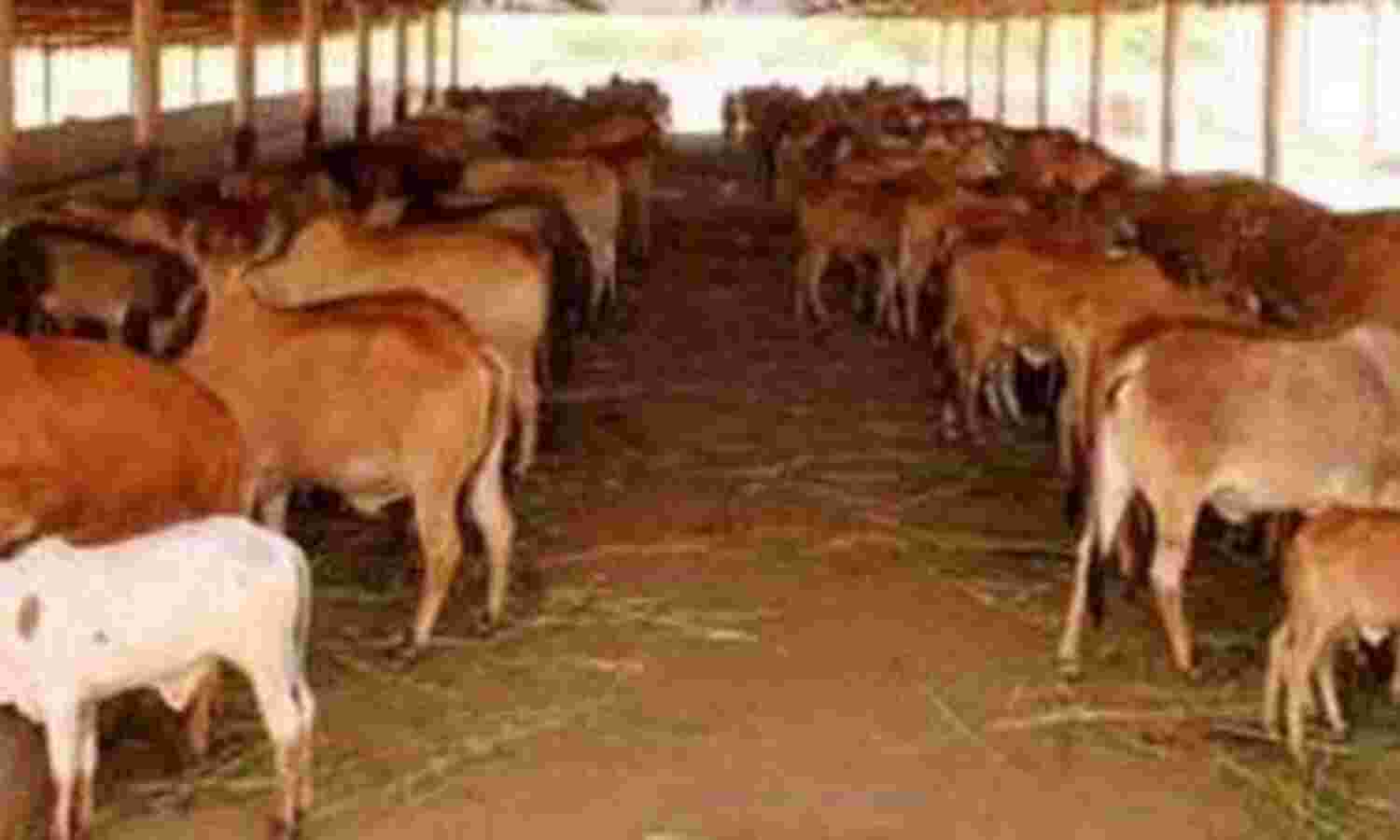 गौशाला देख मुख्यमंत्री हुए प्रसन्न, बोले-यहां तो धार्मिक परिक्षेत्र तैयार हो रहा है