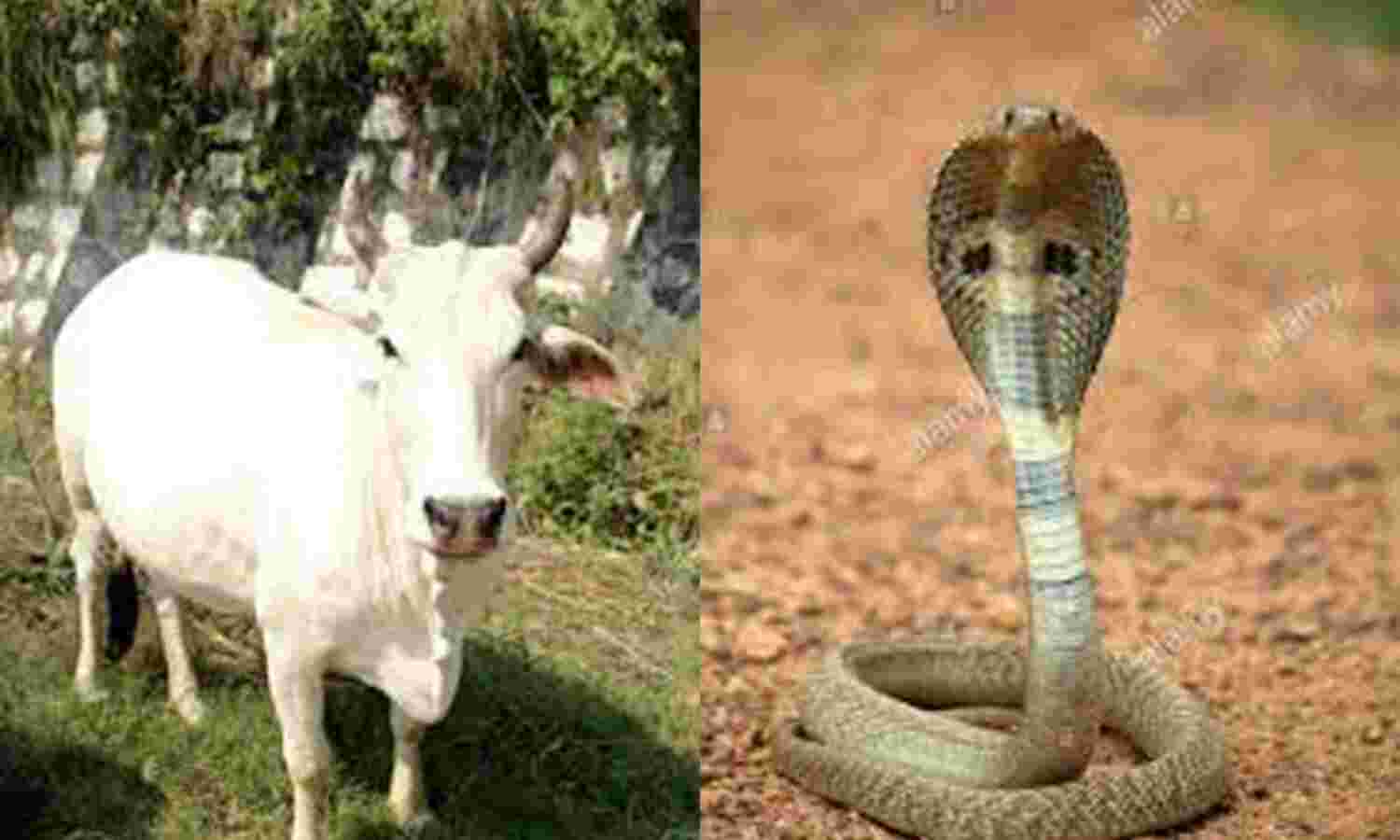 गऊ माता की जय हो, गऊ हत्या बंद करो, गाय पालेंगे नहीं और दूध पियेंगे भैंस का