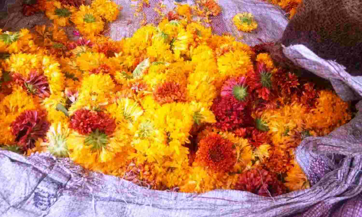 गुलाब 500, गेंदा 300 रुपए किलो, 10 की माला 30 रुपए में