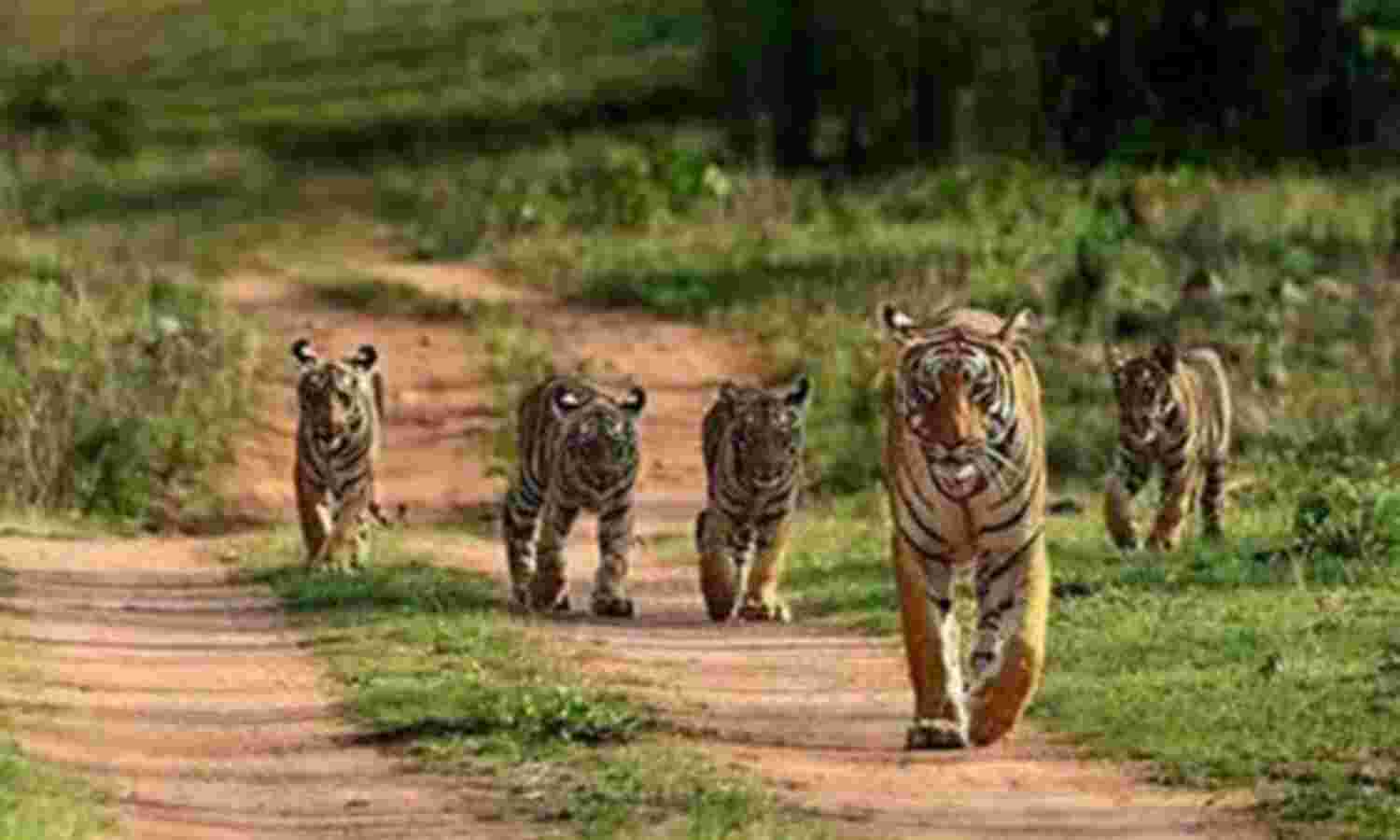 प्रदेश में एक अक्टूबर से मनाया जाएगा वन्य प्राणी संरक्षण सप्ताह