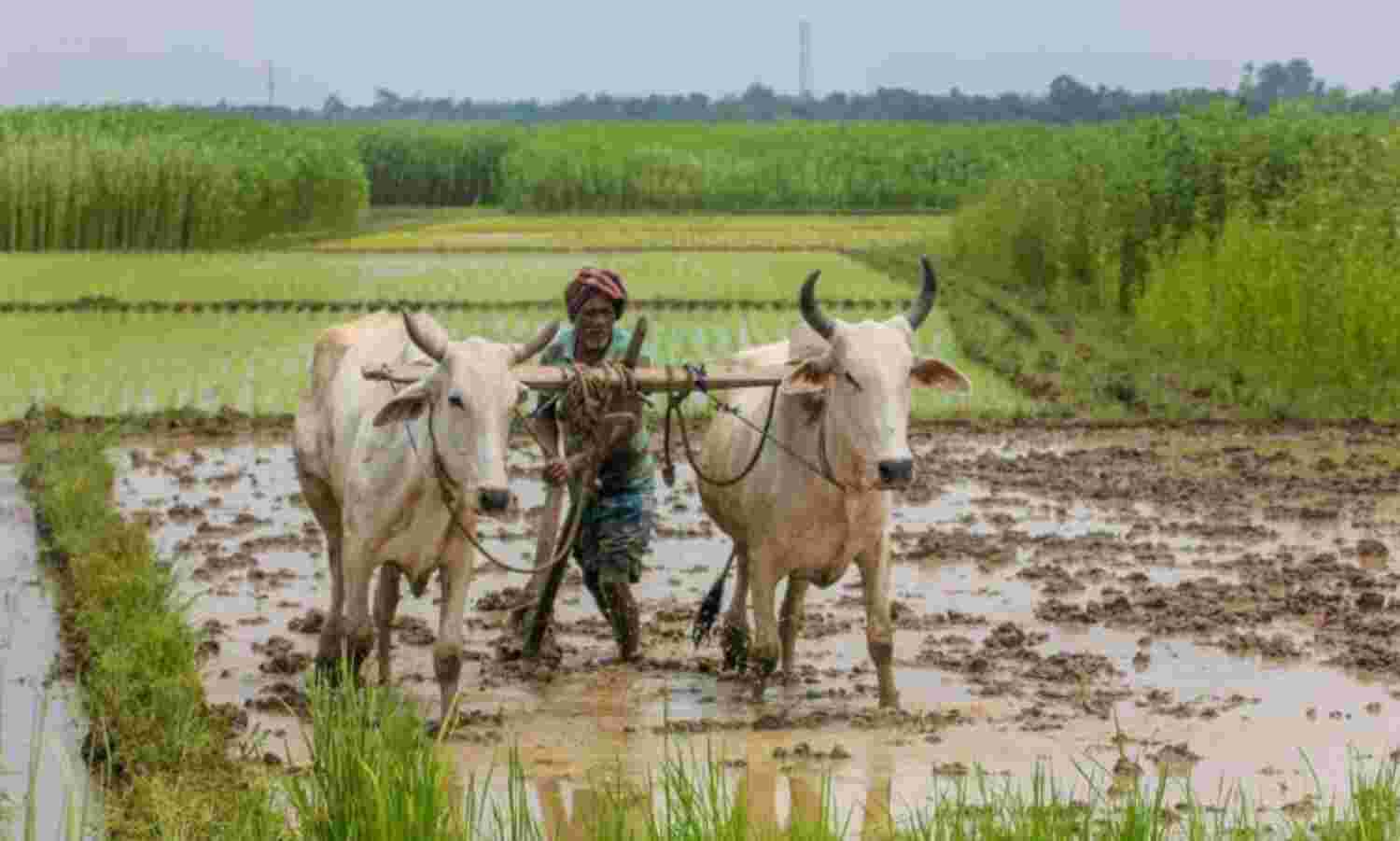 किसानों को कृषि उत्पाद बेचने की खुली आजादी देंगे कृषि सुधार कानून