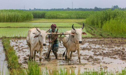 किसानों को कृषि उत्पाद बेचने की खुली आजादी देंगे कृषि सुधार कानून
