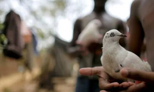 पठानकोट : बमियाल सेक्टर में सेना ने पकड़ा पाकिस्तानी कबूतर