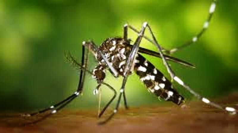 कोरोना के फेर में भूले डेंगू मलेरिया, कागजों तक सीमित तैयारी