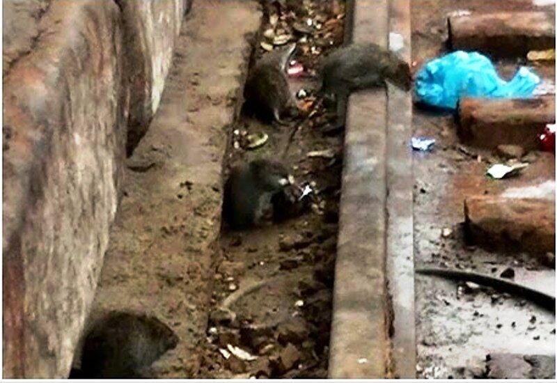 पटरियों की जगह कार्यालयों में पहुंचे चूहे, कर्मचारी परेशान