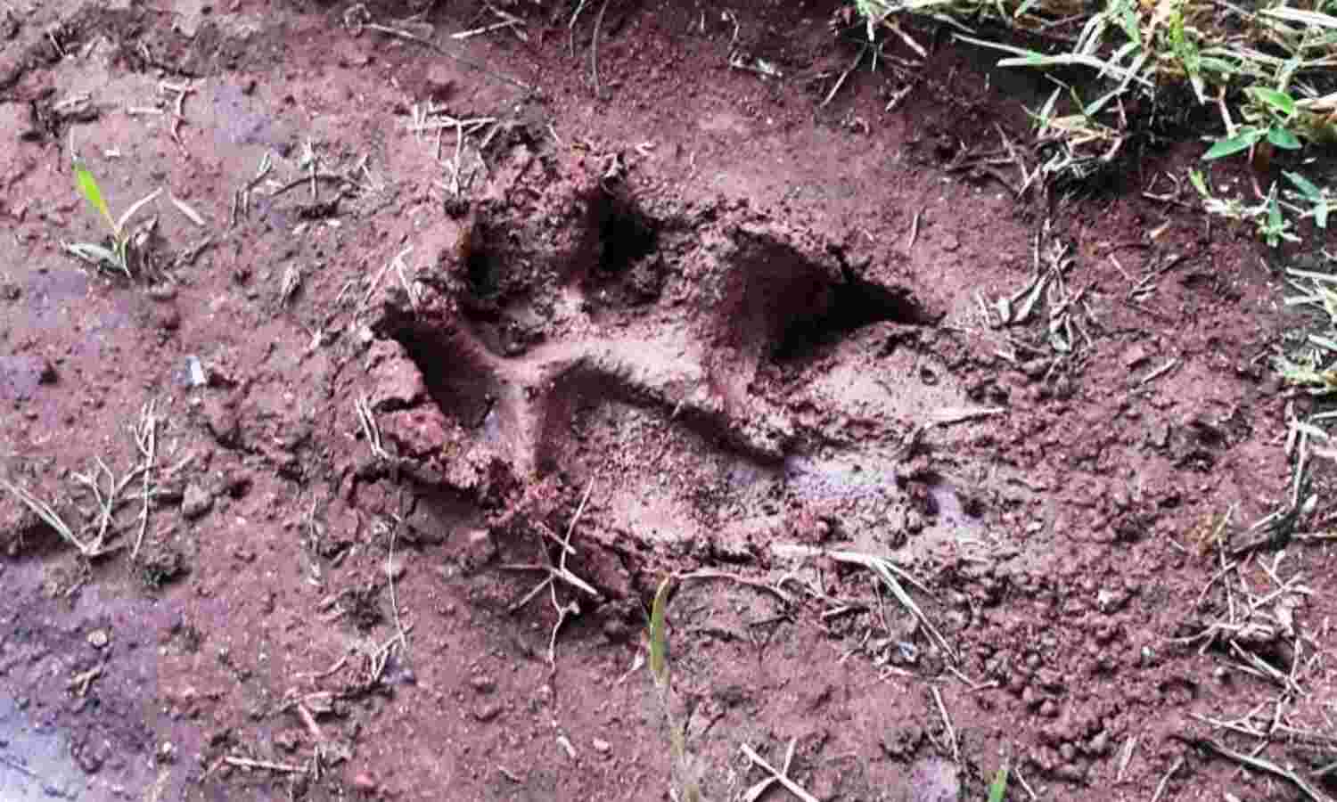 जबलपुर वेटरनरी कॉलेज परिसर में मिले तेंदुए के पदचिन्ह, निगरानी के लिए लगे कैमरे जबलपुर वेटरनरी कॉलेज परिसर में मिले तेंदुए के पदचिन्ह, निगरानी के लिए लगे कैमरे