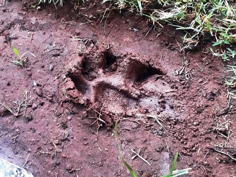 जबलपुर वेटरनरी कॉलेज परिसर में मिले तेंदुए के पदचिन्ह, निगरानी के लिए लगे  कैमरे