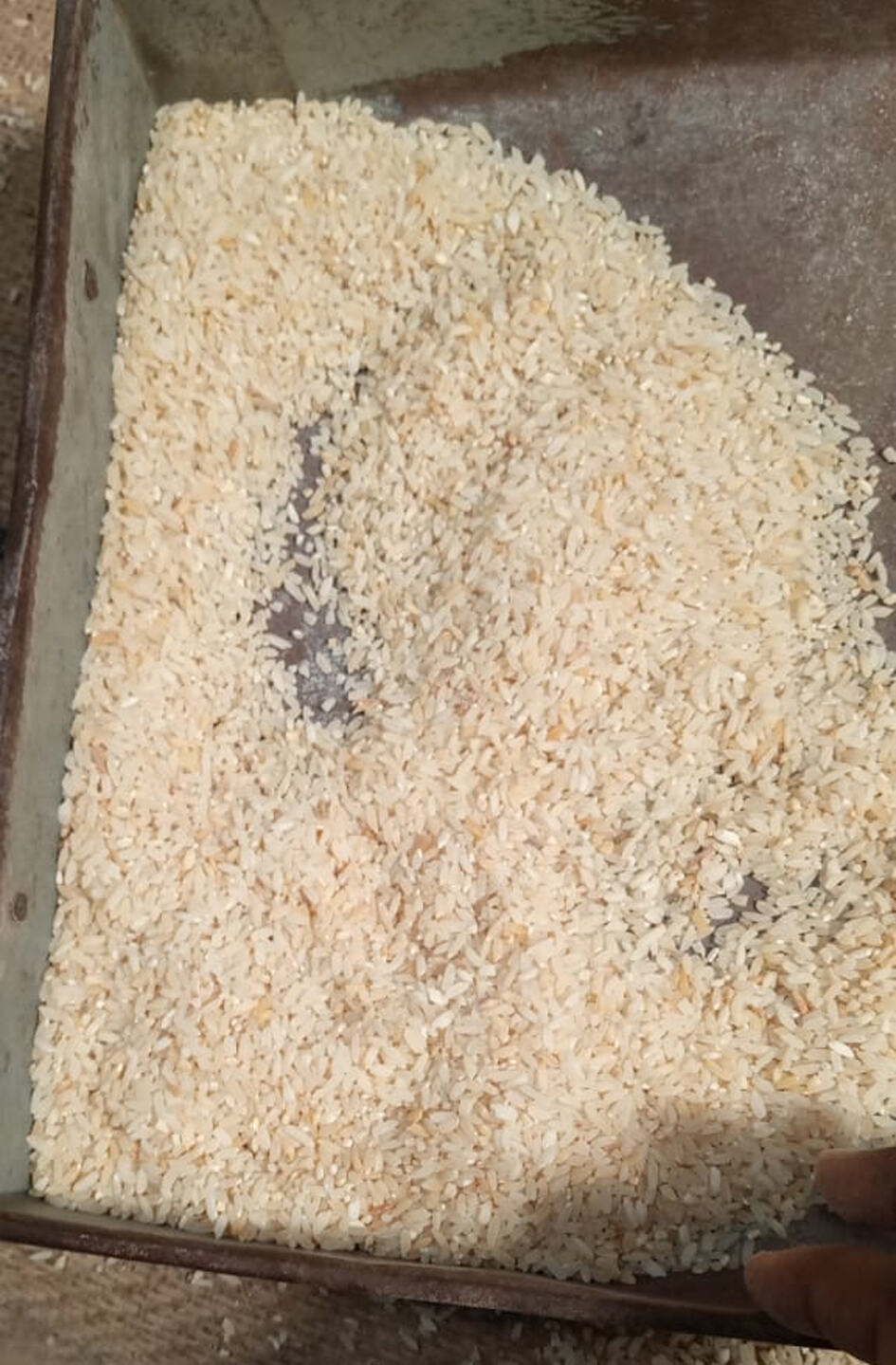 बेलगाम हुआ भ्रष्टाचार ! जानवर भी नहीं खाए उस चावल से अपनी भूख मिटाने को मजबूर है गरीब बेलगाम हुआ भ्रष्टाचार ! जानवर भी नहीं खाए उस चावल से अपनी भूख मिटाने को मजबूर है गरीब