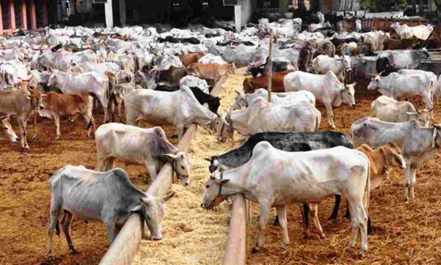 मंत्री ने निगमायुक्त से कहा था, हरा चारा बंद नहीं होना चाहिए...