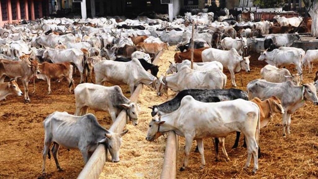 मंत्री ने निगमायुक्त से कहा था, हरा चारा बंद नहीं होना चाहिए...