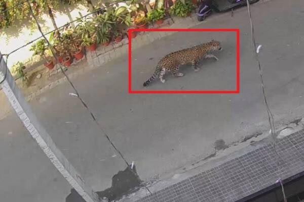 उप्र : सड़क पर घूमते दिखा तेंदुआ, लोगों में दहशत का माहौल