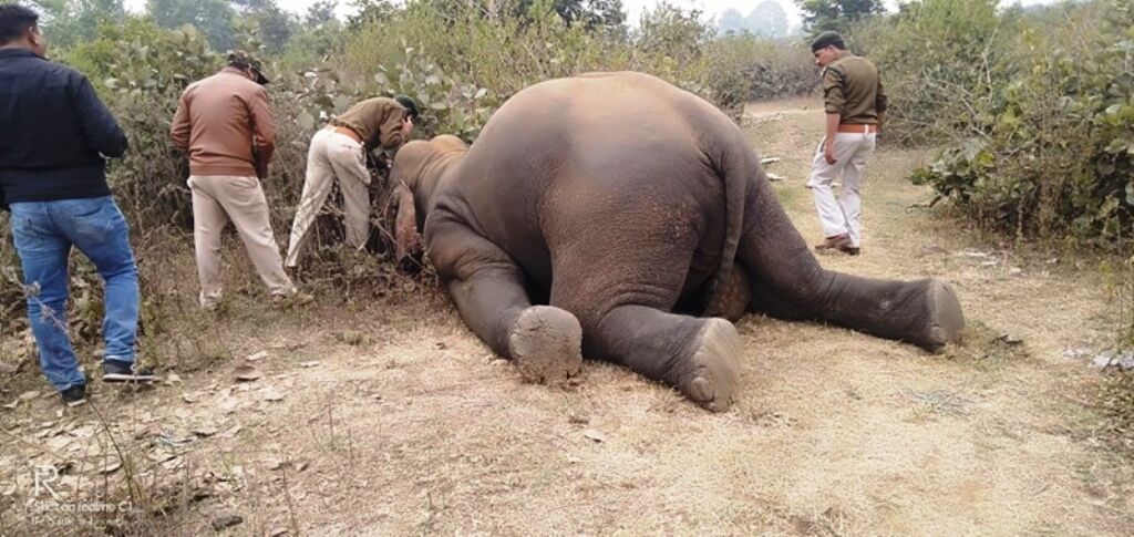हाथी का करंट लगाकर किया शिकार, तीनों शिकारी गिरफ्तार