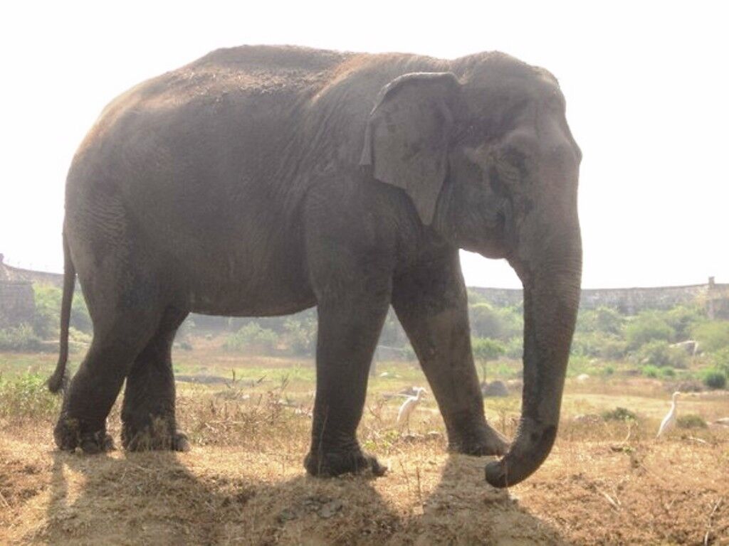 बलराम की मौत से गुस्से में आया हाथी राम, दो लोगों को किया घायल
