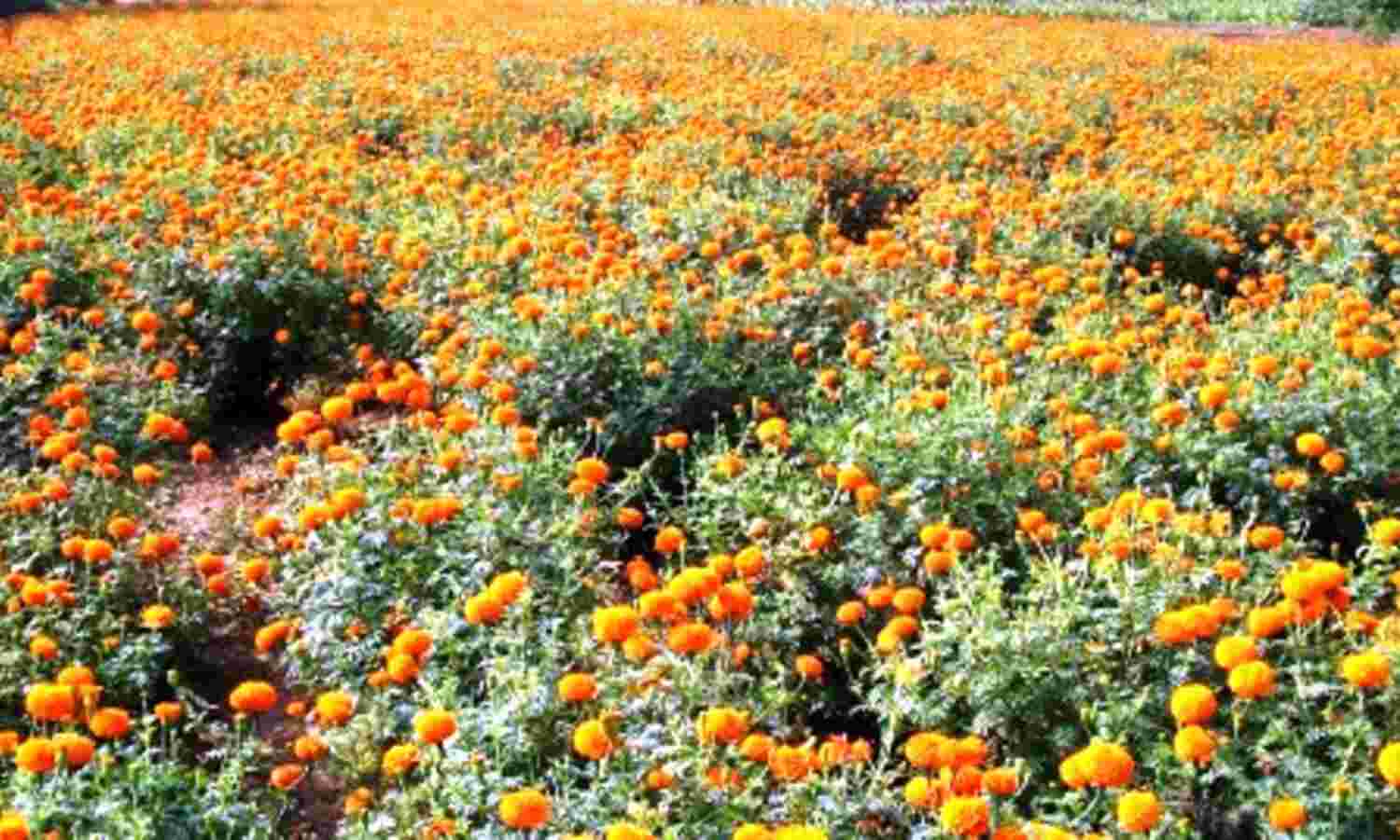 चित्रकूट में फूलों की खेती कर आत्मनिर्भर बन रहे किसान