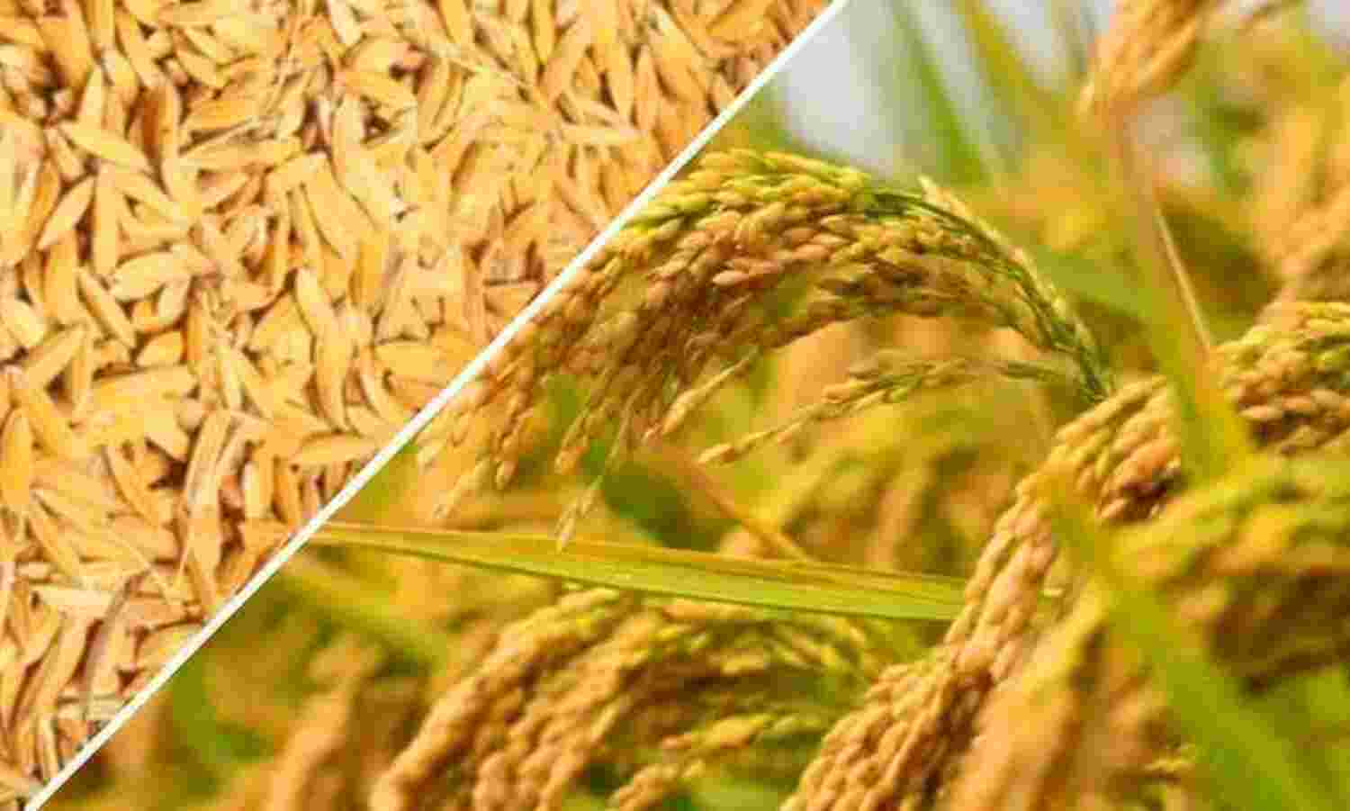 नए कृषि कानून से लाभान्वित होंगे बालाघाट के आठ किसान