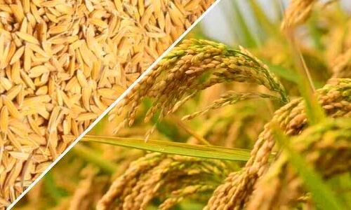 नए कृषि कानून से लाभान्वित होंगे बालाघाट के आठ किसान