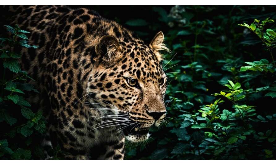 खुशखबरी: टाइगर स्टेट मध्यप्रदेश में हैं सबसे ज्यादा तेंदुआ, कुल 3421  संख्या, देश में टॉप पर