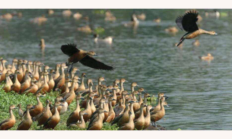 देश के चार राज्यों में फैला बर्डफ्लू, केंद्र ने बनाया कंट्रोल रूम, मप्र में पॉल्ट्री व्यापार पर रोक