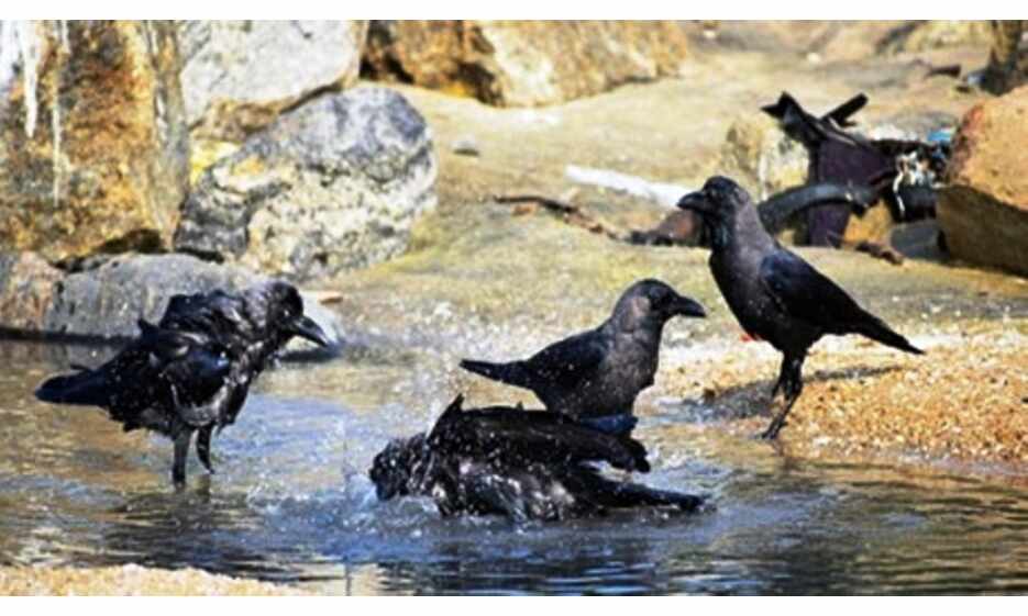 देश के नौ राज्यों में पंहुचा बर्ड फ्लू, दिल्ली और महाराष्ट्र में भी हुई पुष्टि