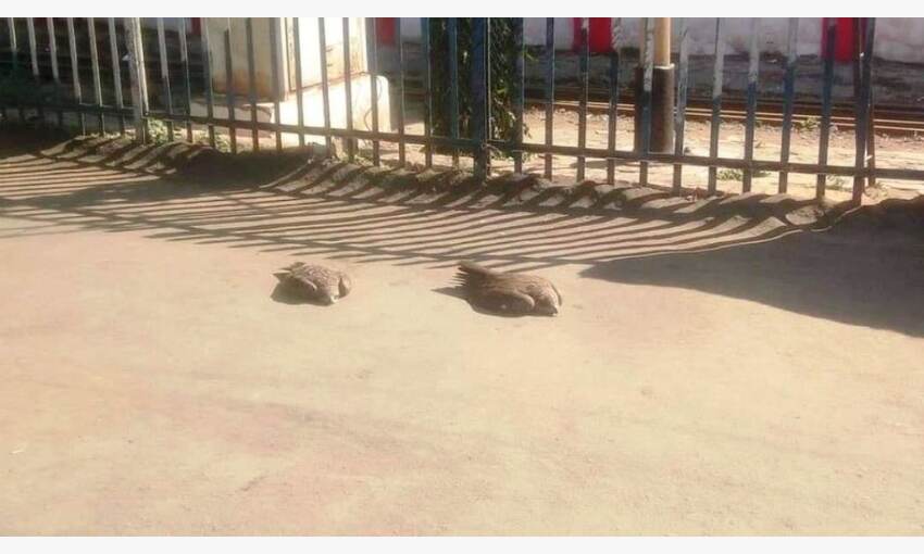 ग्वालियर में बर्ड फ्लू के दस्तक की बढ़ी आशंका, स्टेशन पर दो चील मिली मृत