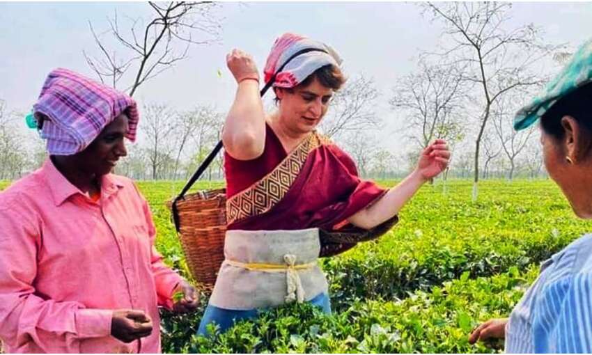 प्रियंका गांधी ने तोड़ी चाय पत्तियां, तेजपुर में करेंगी रैली