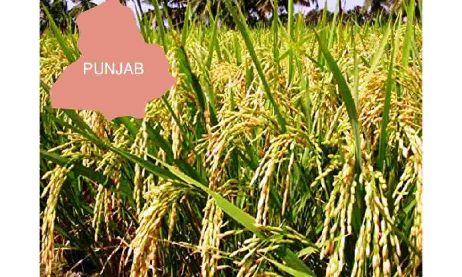 पंजाब में धान खरीदी में सामने आई गड़बड़ी, उत्पादन से अधिक सरकार को बेचा