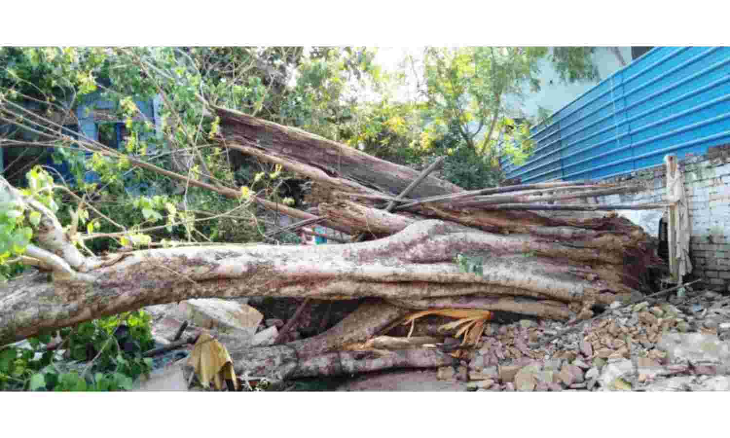 ग्वालियर में तेज आंधी से धराशाही हुआ 160 साल पुराना वृक्ष