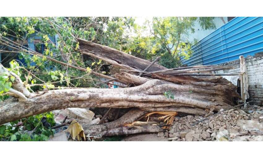 ग्वालियर में तेज आंधी से धराशाही हुआ 160 साल पुराना वृक्ष