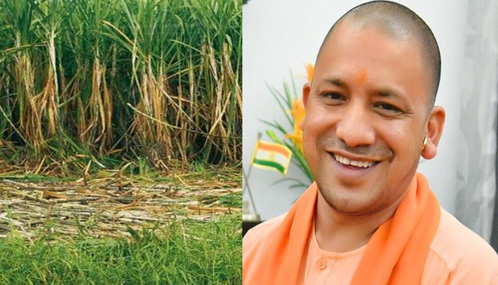 गन्ना उत्पादन में लखीमपुर के अचल कुमार रहे अव्वल, सीएम योगी करेंगे सम्मानित