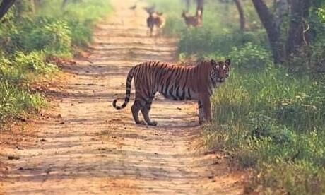 बहराइच: कतर्नियाघाट के जंगल में घूमता कैमरे में कैद हुआ बाघ