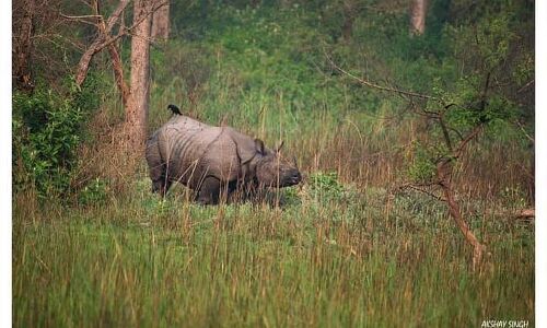 बहराइच: नेपाली गैंडों को रास आ रहा कतर्नियाघाट का प्राकृतिक वास