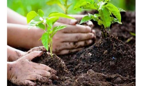 बिल्डिंग परमिशन के लिए पेड़ लगाना अनिवार्य, ऐसा करने वाला मप्र बना पहला राज्य