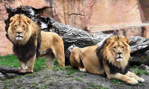 जानवरों में पहुंचा कोरोना :  हैदराबाद के जूलॉजिकल पार्क में 8 शेर मिले संक्रमित